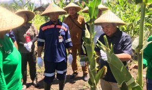 Kelompok Tani Harmony Desa Gamesan, Kecamatan Maba Kabupaten Halmahera Timur yang merupakan Kelompok Tani Binaan CSR PT ANTAM Tbk UBPN Malut lakukan panen perdana jagung.