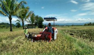 Ilustrasi lahan pertanian