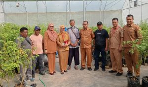 Tim Pengendalian Inflasi Daerah (TPID) Kota Tidore Kepulauan dibawah Koordinator Staf Ahli Wali Kota Bidang Ekonomi Pembangunan dan Keuangan Abdul Hakim Adjam melakukan pemantauan tanaman cabai atau rica.