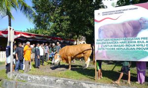 Wakil Wali Kota Tidore Kepulauan Ahmad Laiman menyerahkan bantuan sapi Preside RI kepada panitia Kurban Masjid Induk Nyili Gamtufkange, Kecamatan Tidore, Sabtu (7/6/2025).